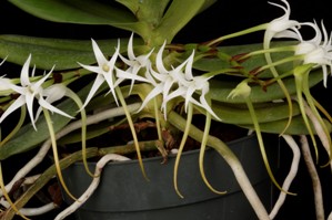 Cyrtorchis arcuata var. whytei Diamond Orchids HCC/AOS 79 pts. Inflorescences